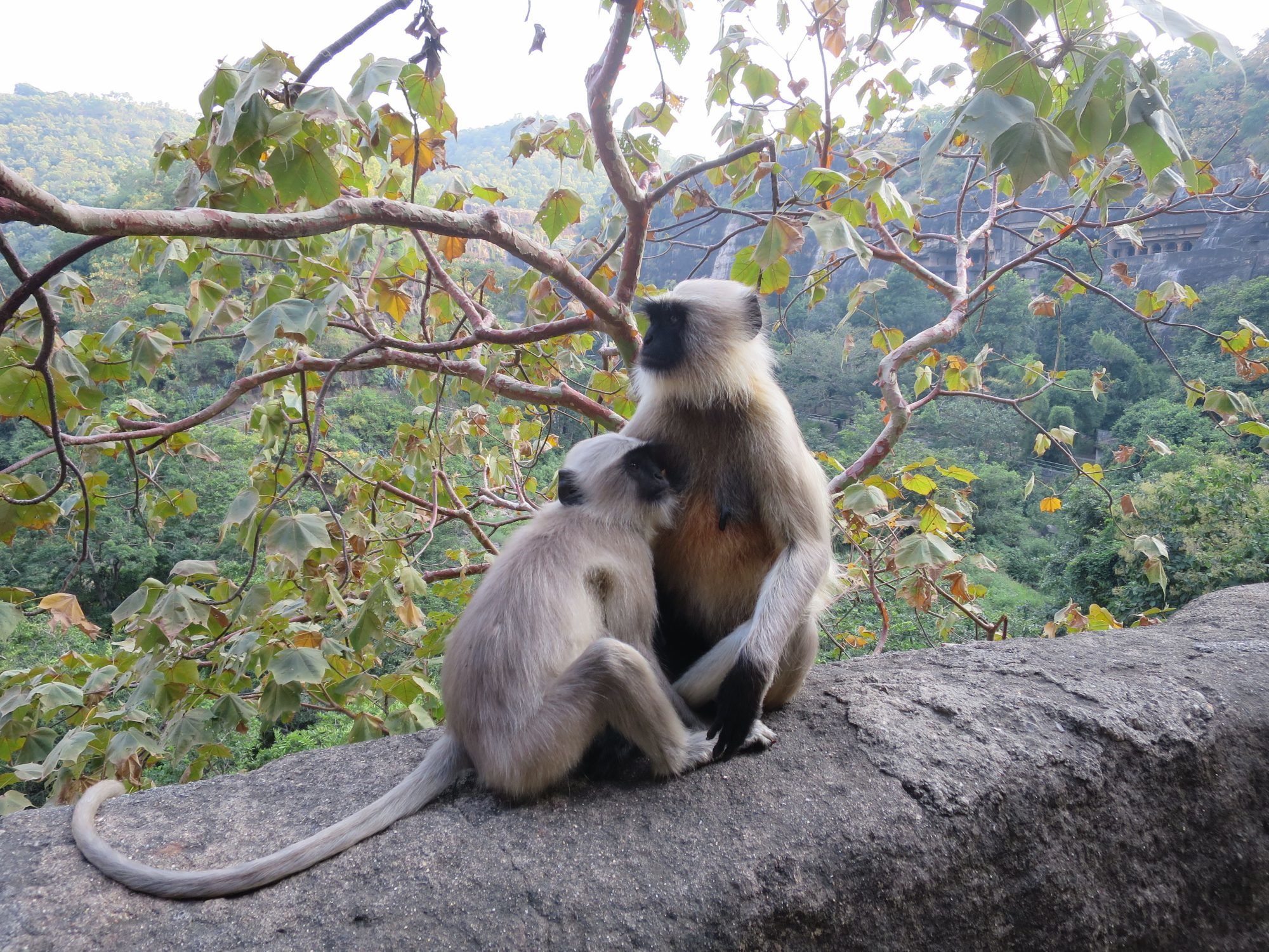 Wyles Walkabout | India